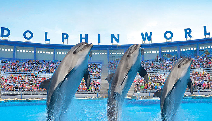 Hurghada Dolphin Show